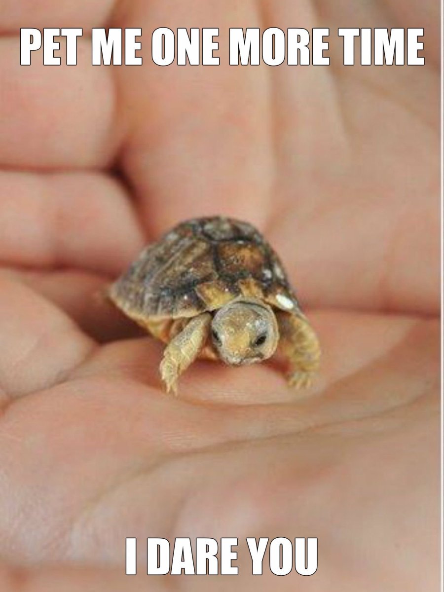 Кра ноухая маленькая черепаха