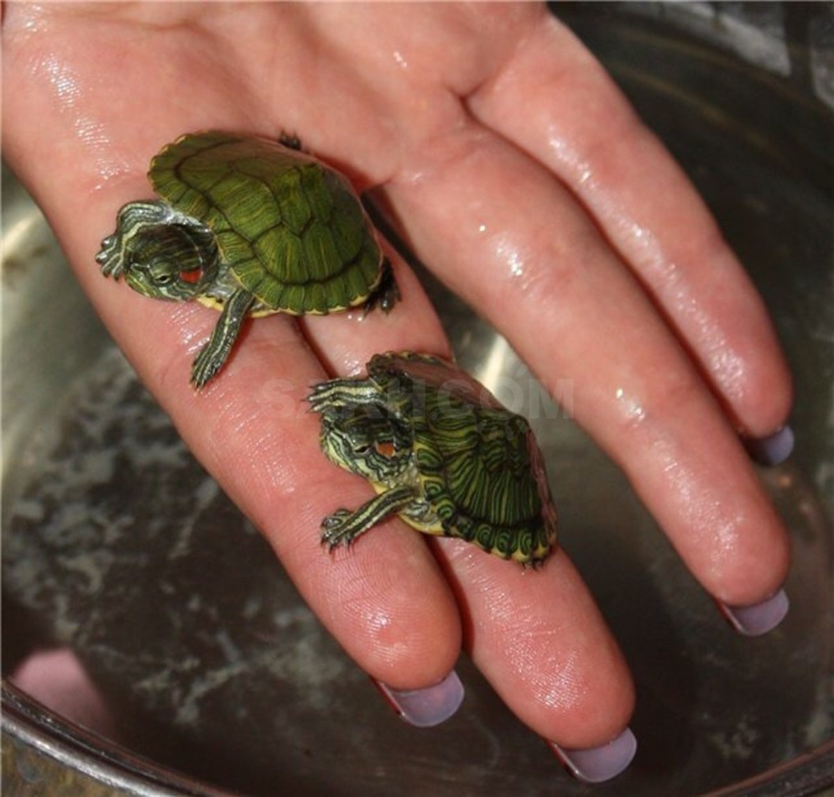 Черепаха бутерброд