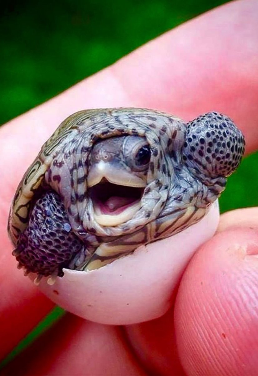 Мини черепашки