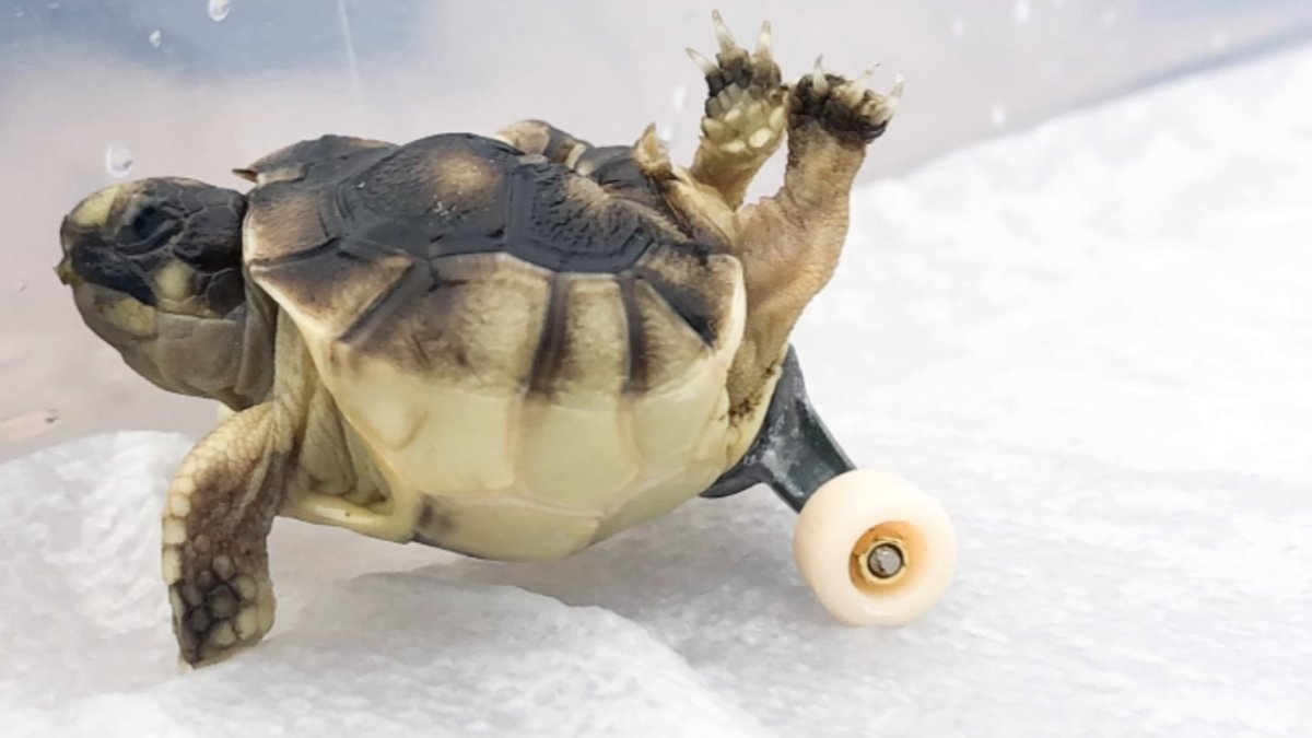 Поделка черепаха