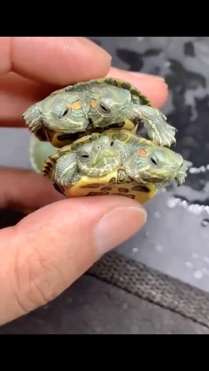 Милая черепашка