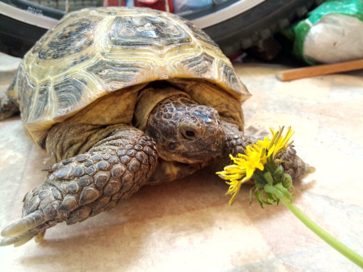 Маленькие Черепашата