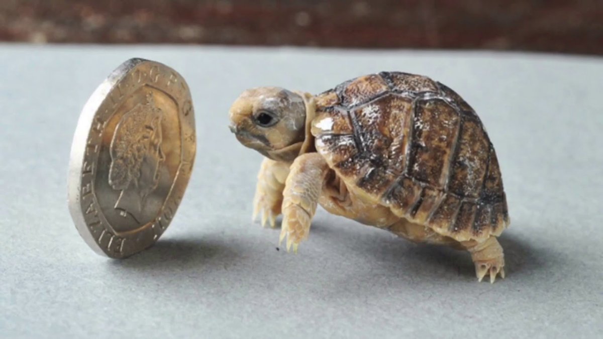 Черепашка маленькая и большая