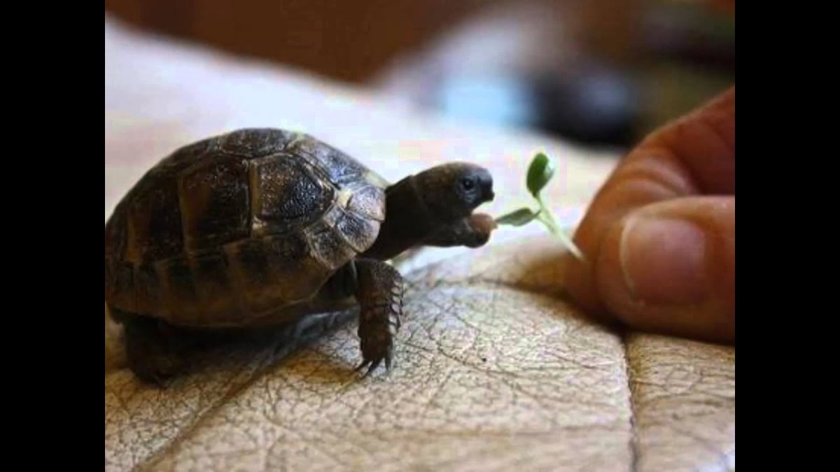 Милая черепашка