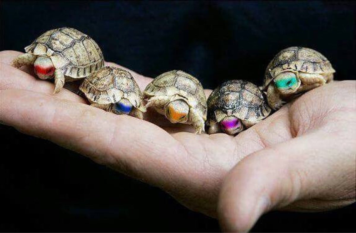 Плоскотелая черепаха