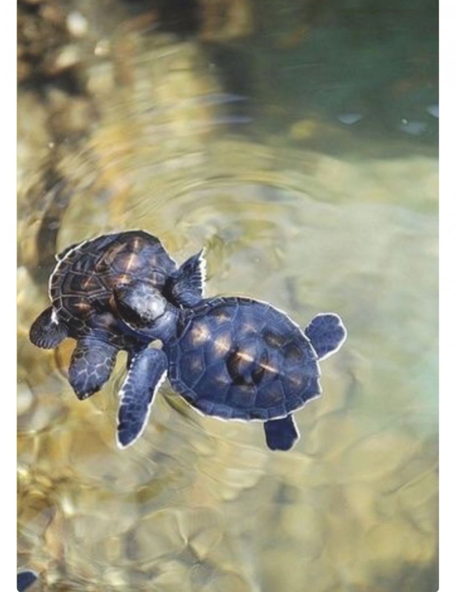 Черепаха Эстетика