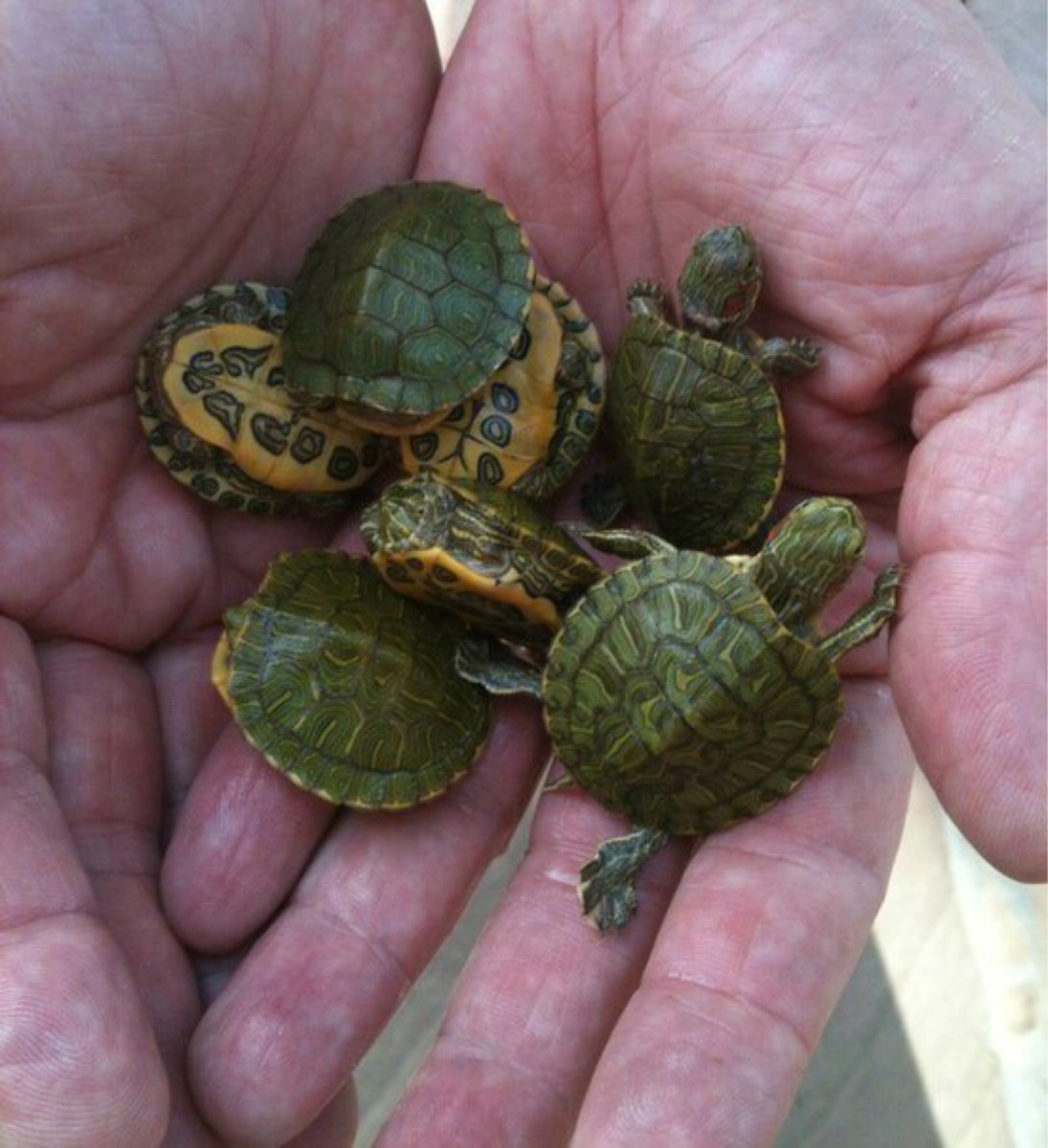 Человек черепаха