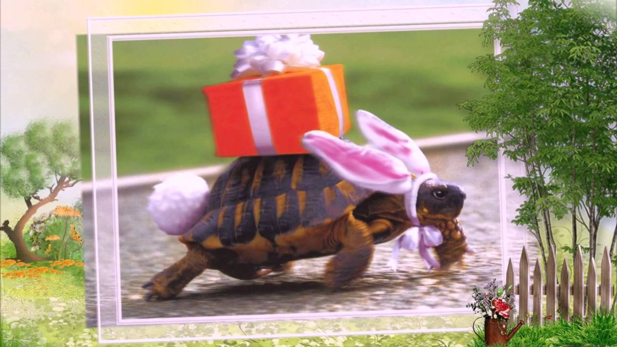 Плоскотелая черепаха