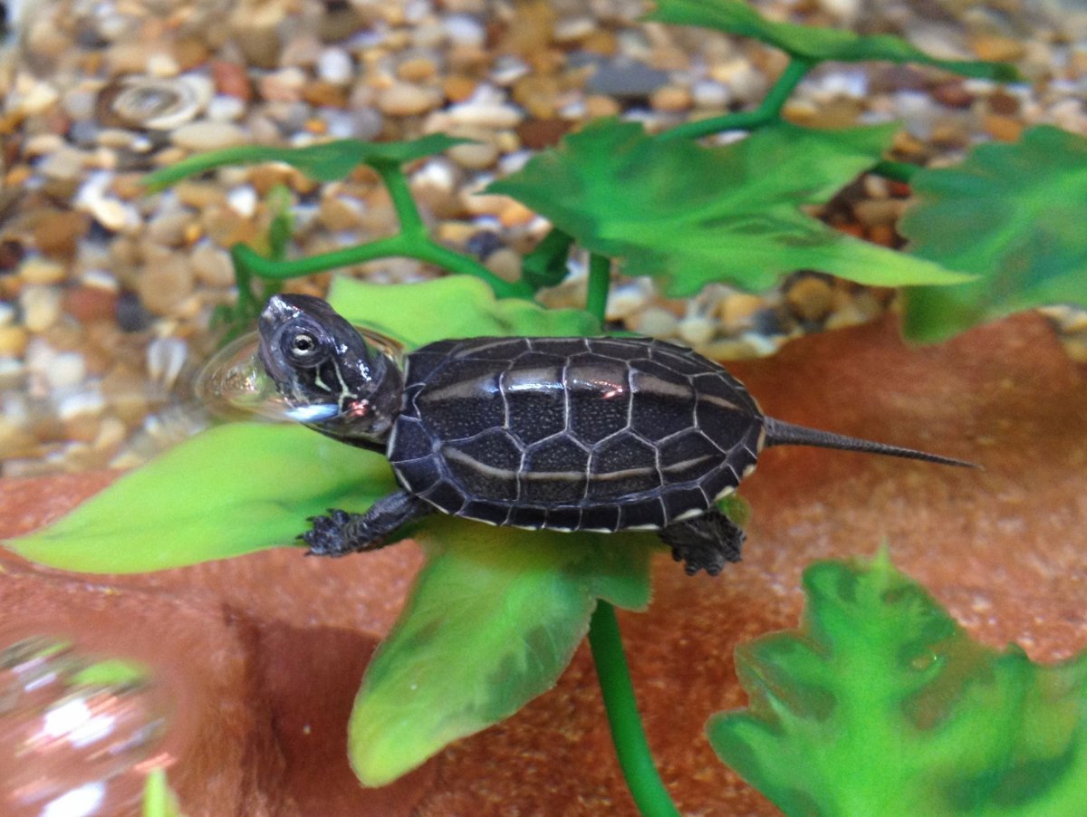 Черепаха на колесиках