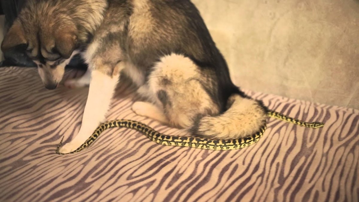 Оборотень ликантроп трансформация