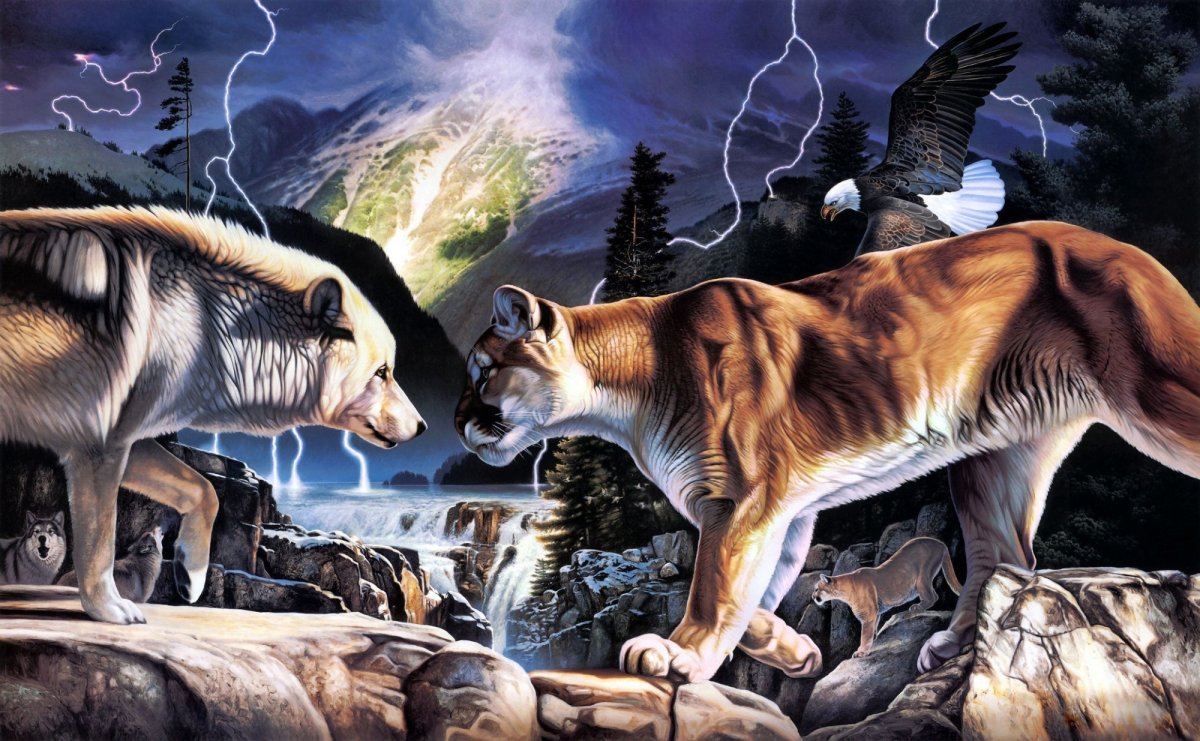 Белая волчица и черный волк