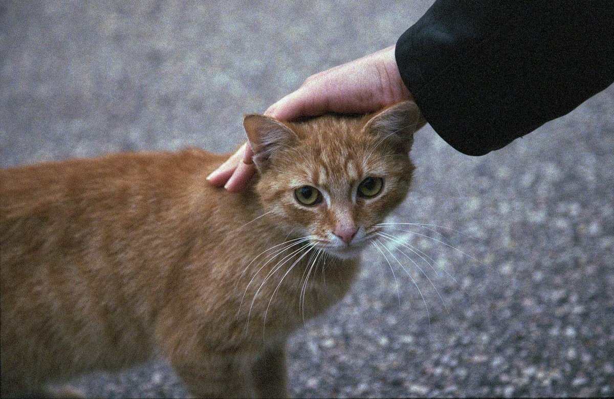 Европейский короткошерстный Крысолов рыжий