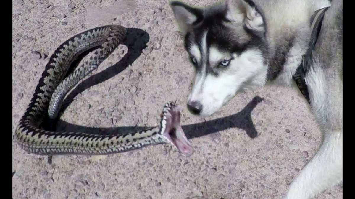 Свора собак арт