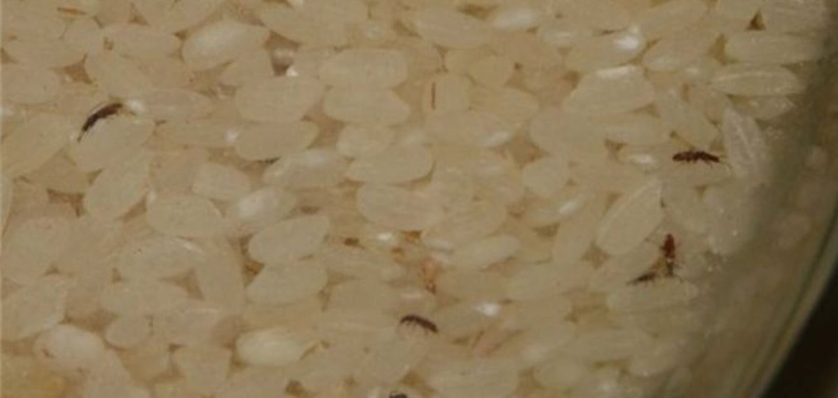 Жуки долгоносики в крупе