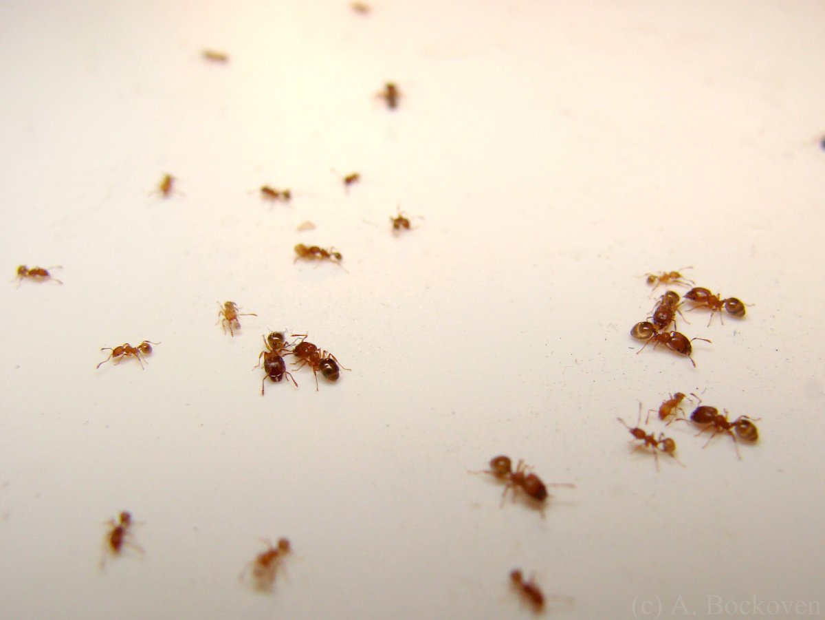 Виды домашних насекомых