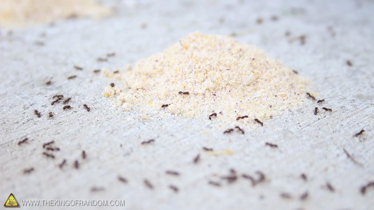 Мелкие жучки в манке