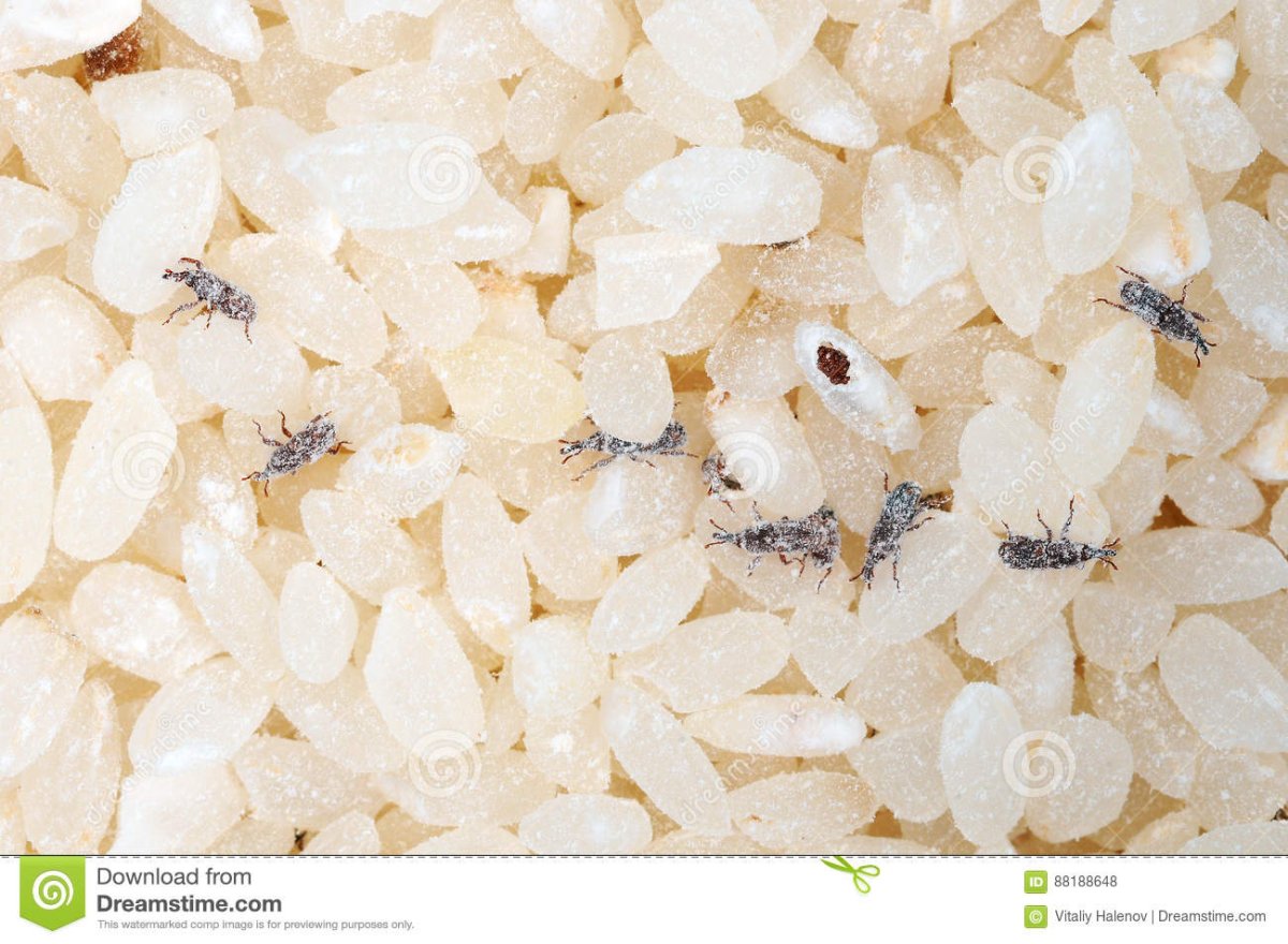 Жучки долгоносики в крупе