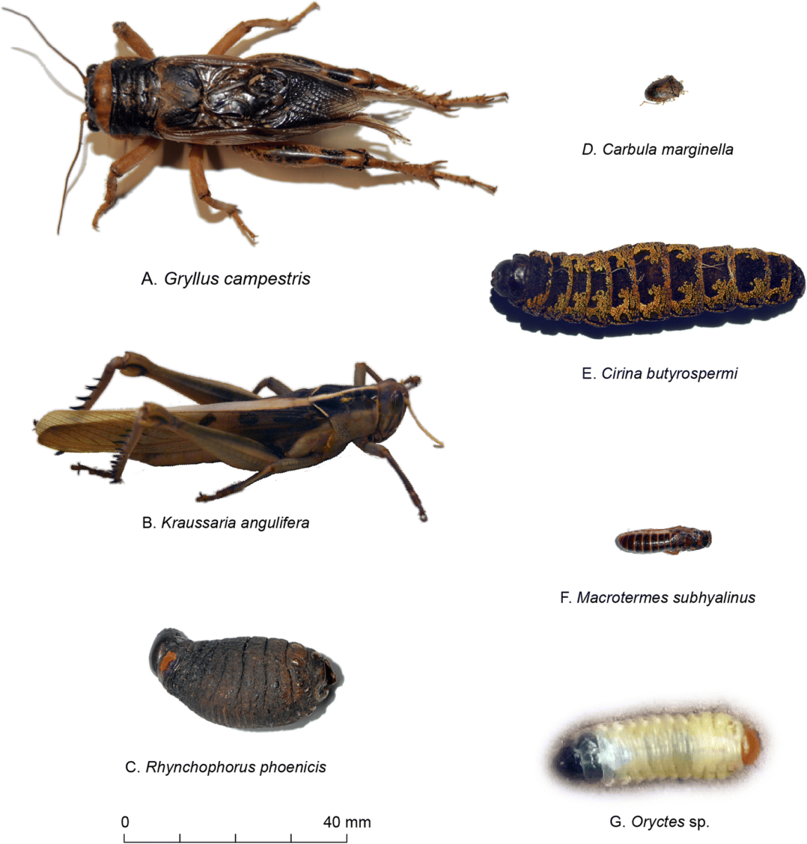 Насекомые на белом фоне