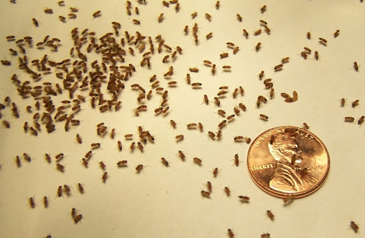 Все насекомые на английском