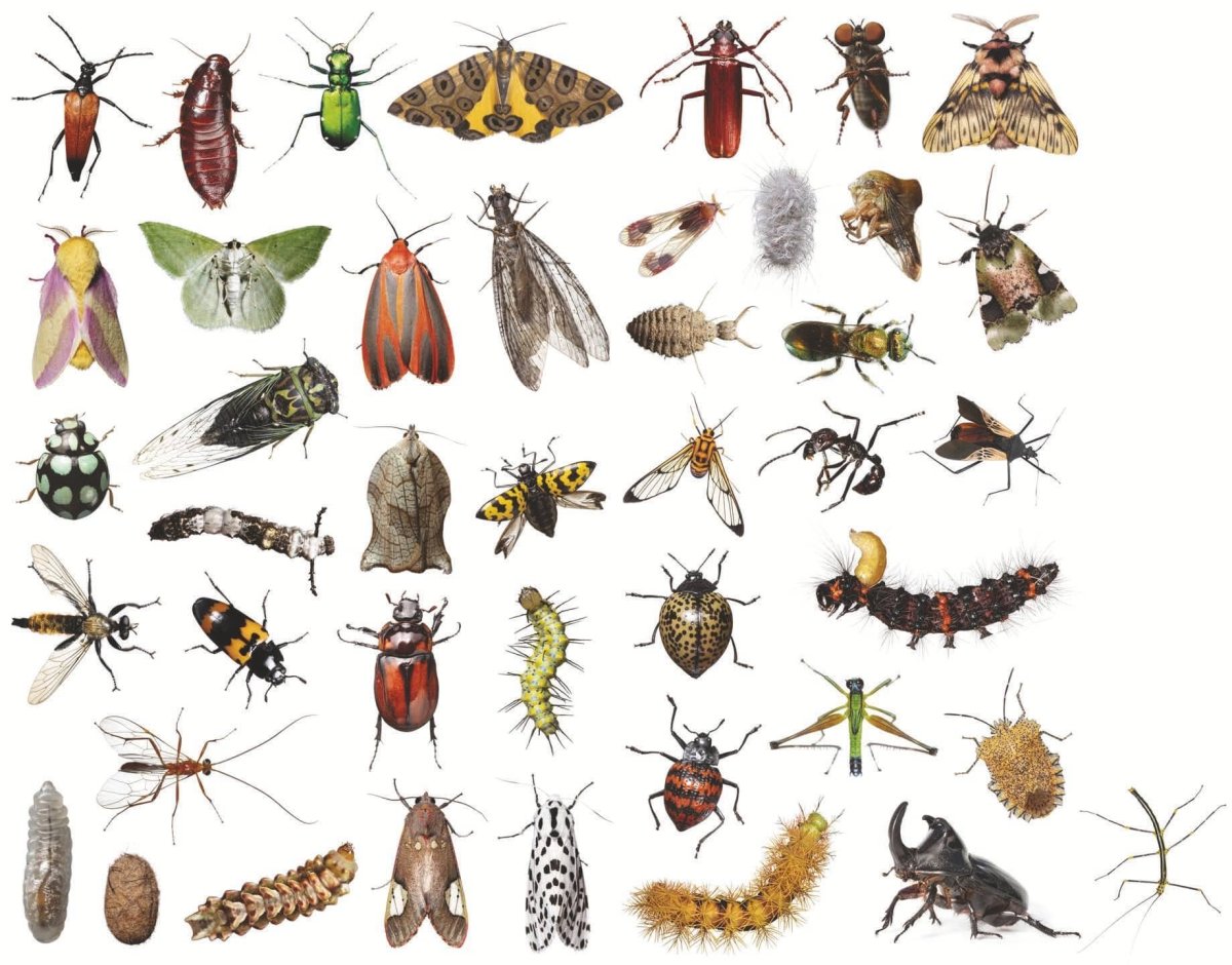 Насекомые список 2 класс