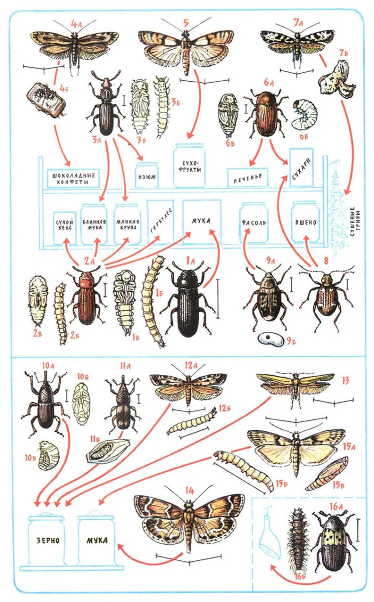 Жучки долгоносики в крупе