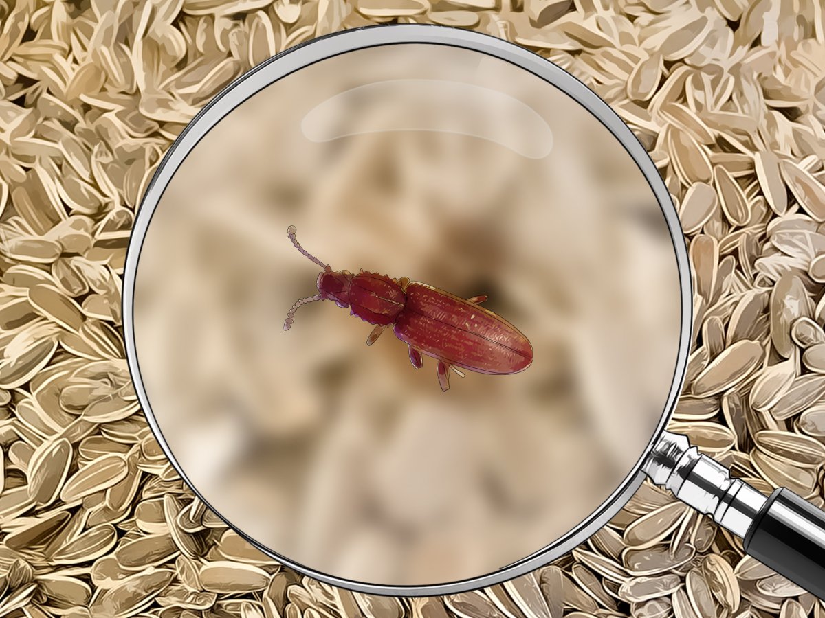 Рыжий мукоед