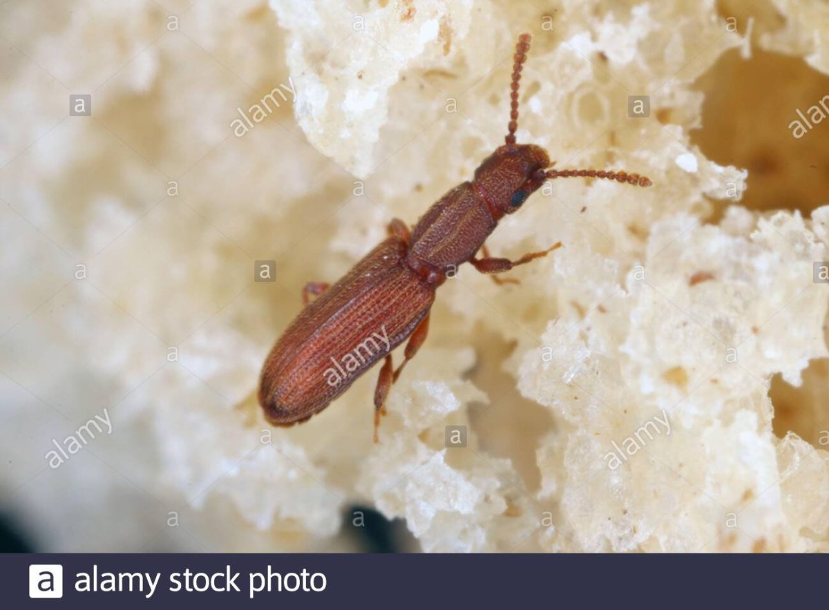 Пищевая моль в Овсянке