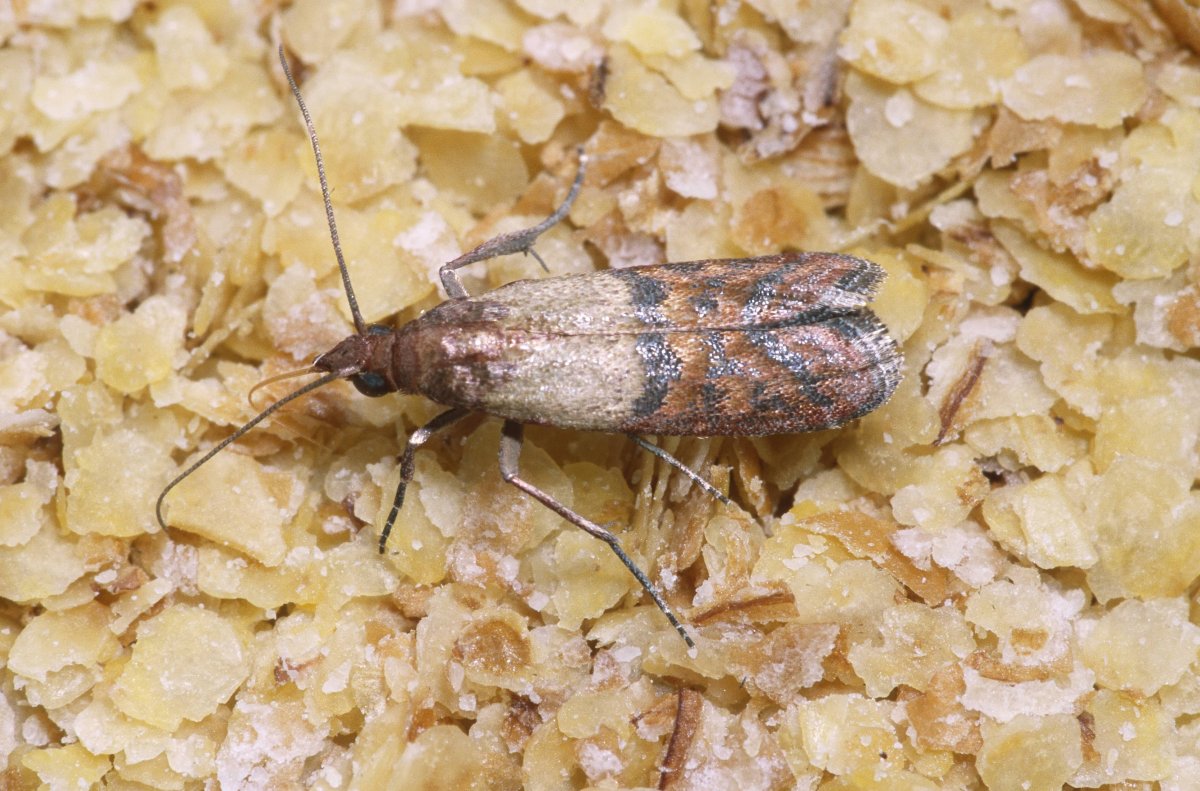 Насекомые вредители дома