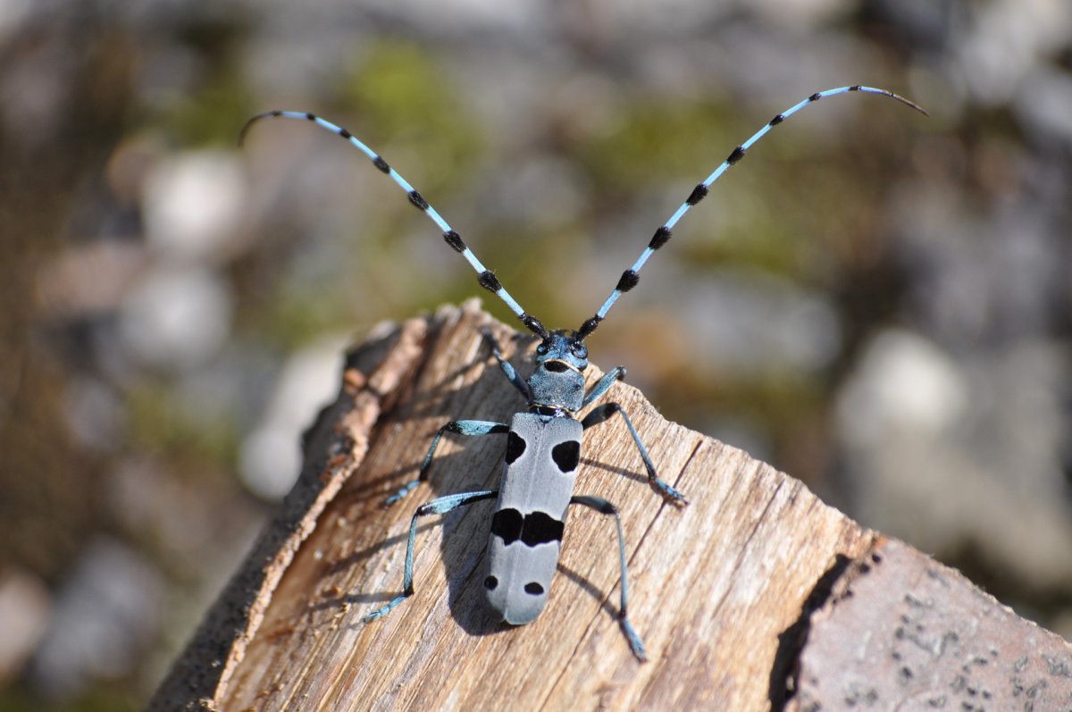 Альпийский усач (Rosalia Alpina)