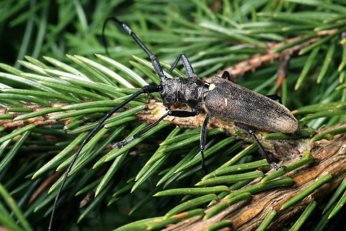 Жук усач Сосновый