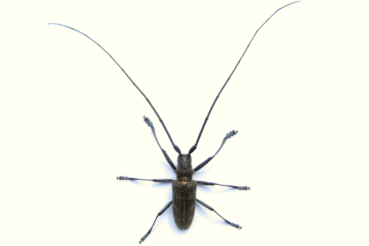 Жук Стригун с длинными усами