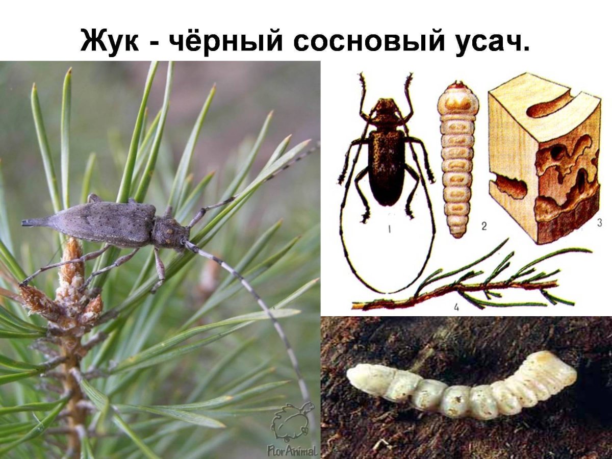 Жук чёрный Сосновый усач