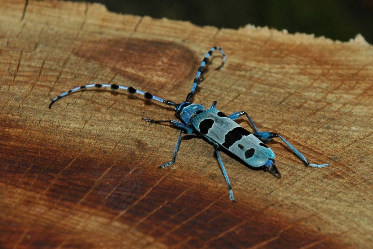 Альпийский усач (Rosalia Alpina)