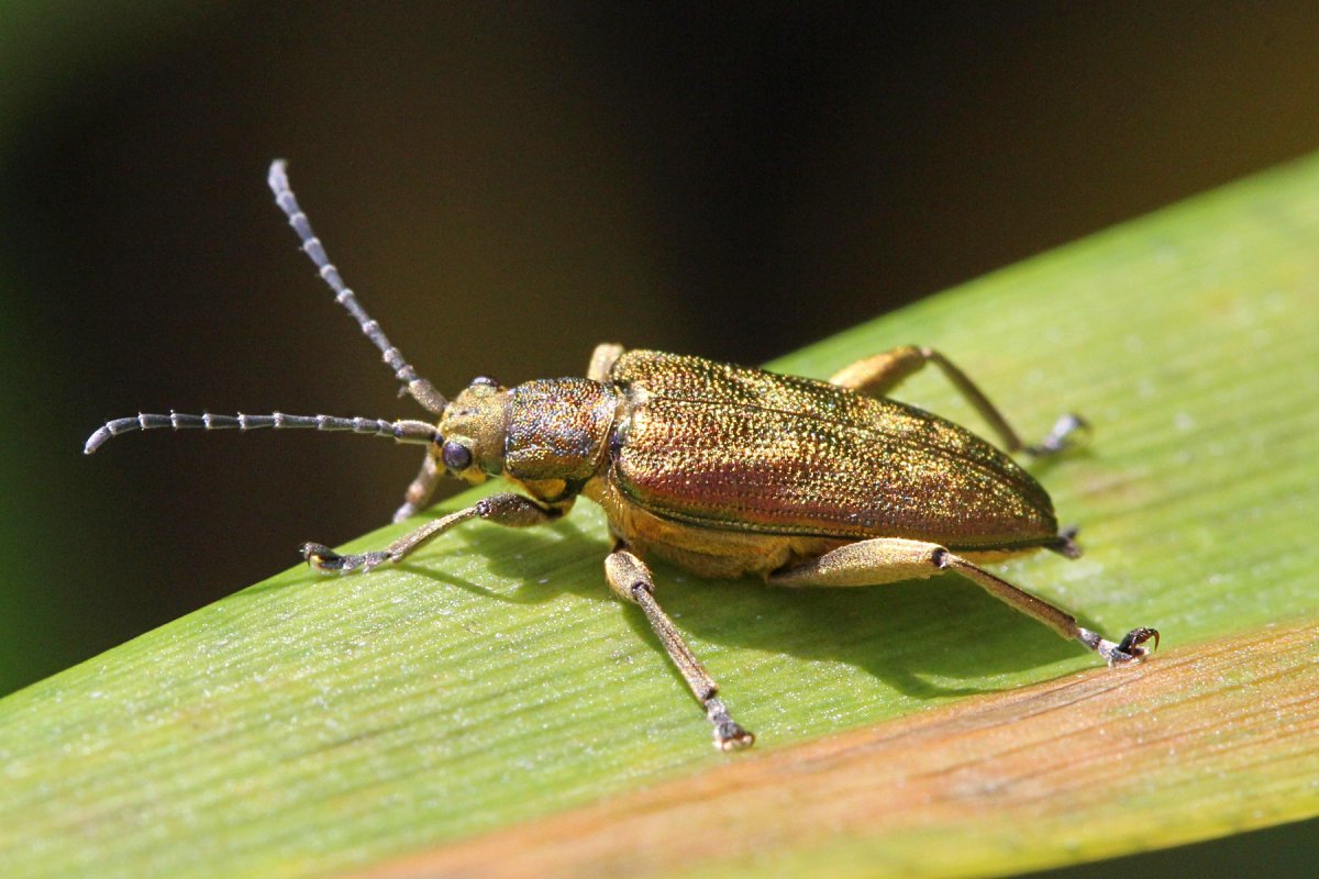 Жук усач зеленый