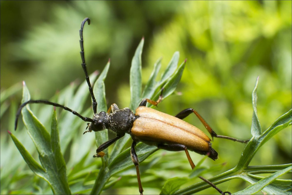 Жук чёрный Сосновый усач