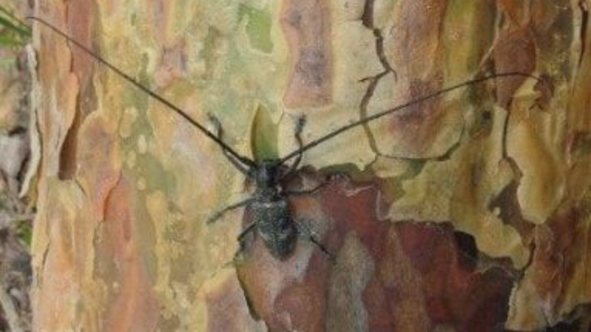 Личинка усачей рода Monochamus