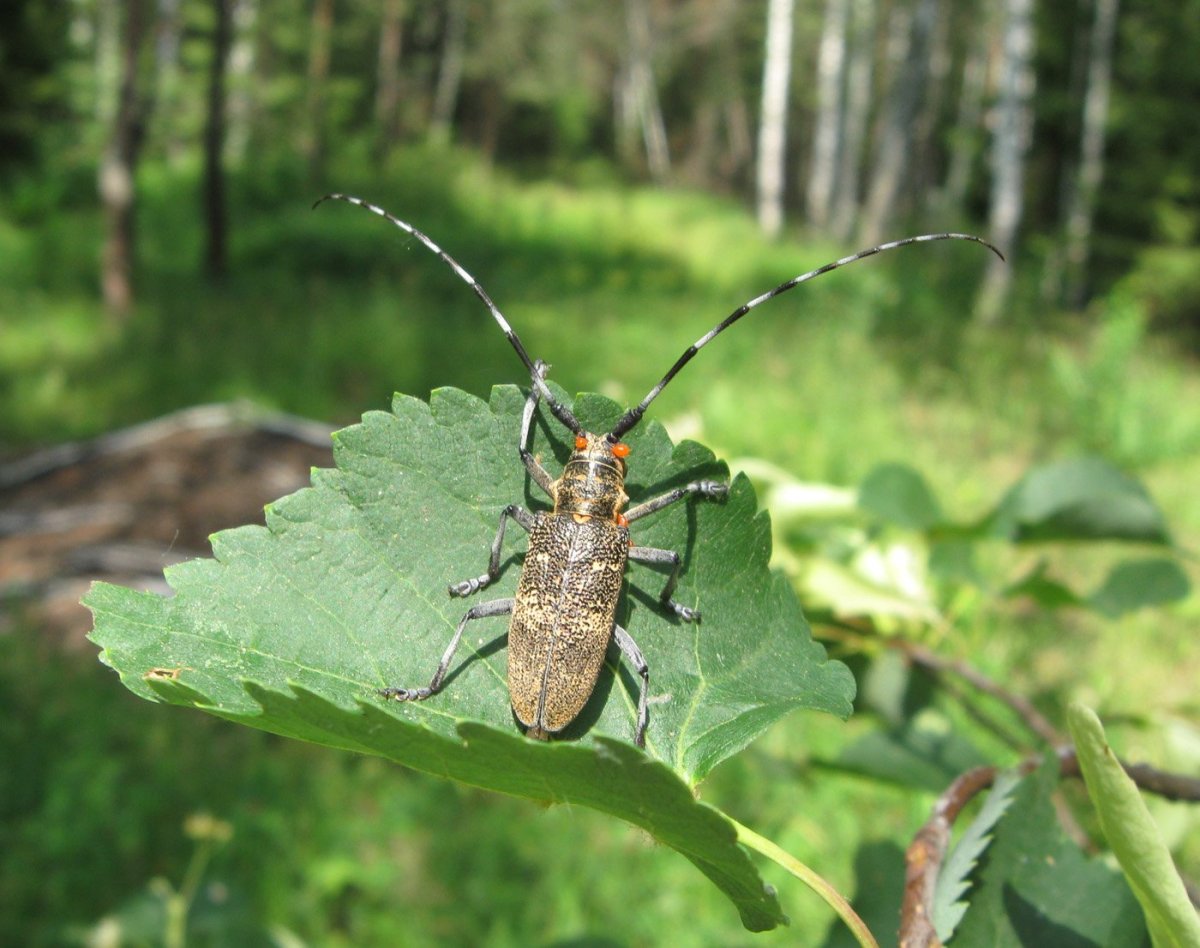 Жук усач дровосек