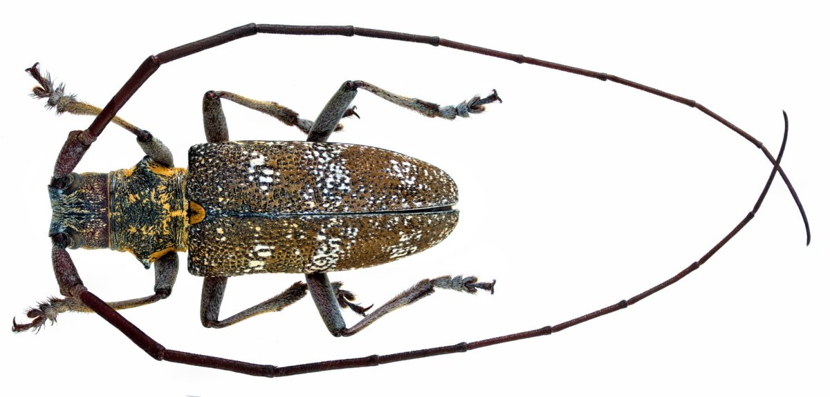 Monochamus galloprovincialis