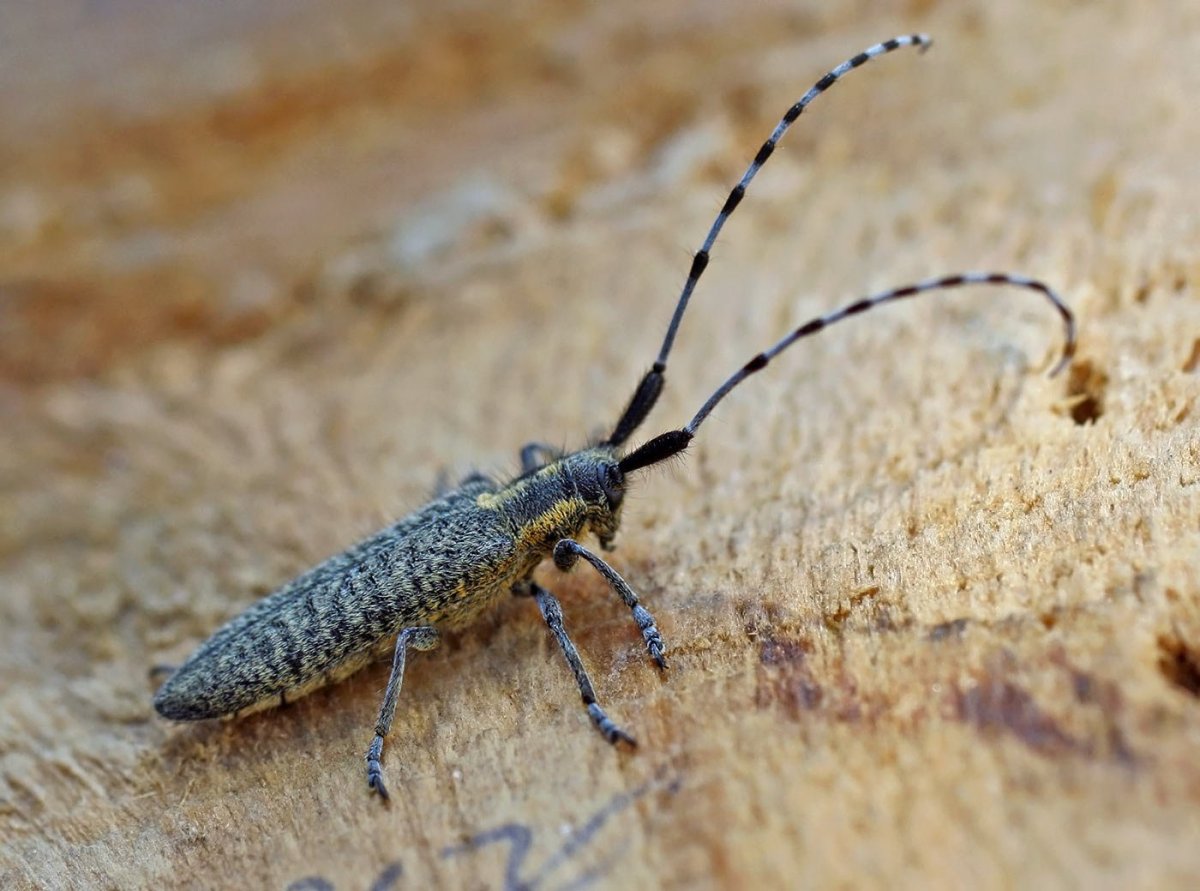 Жук усач Агапантия