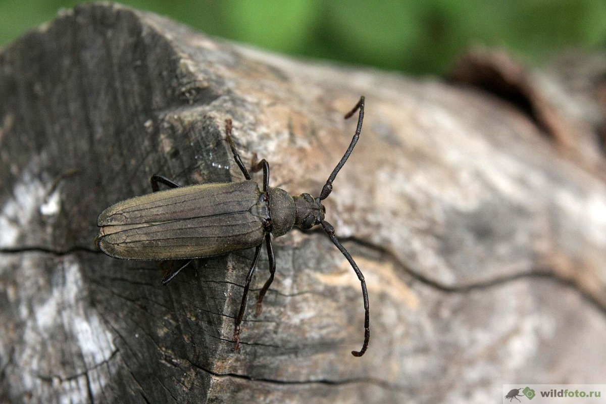 Жук усач Moechotypa diphysis