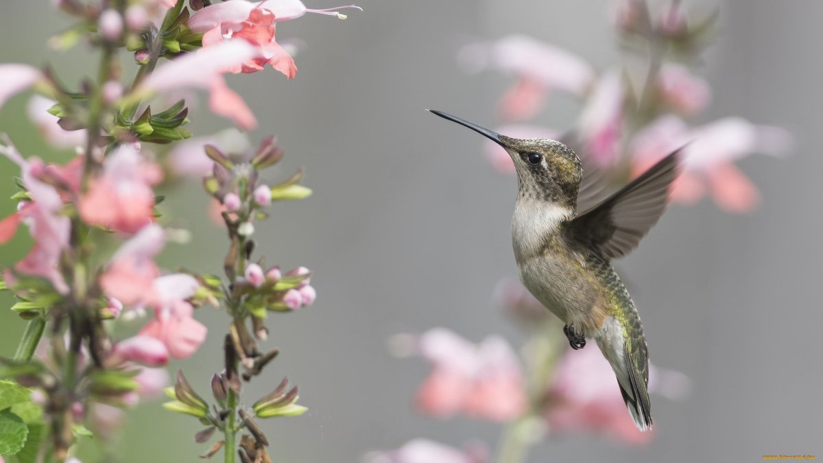 Колибри в Тайланде