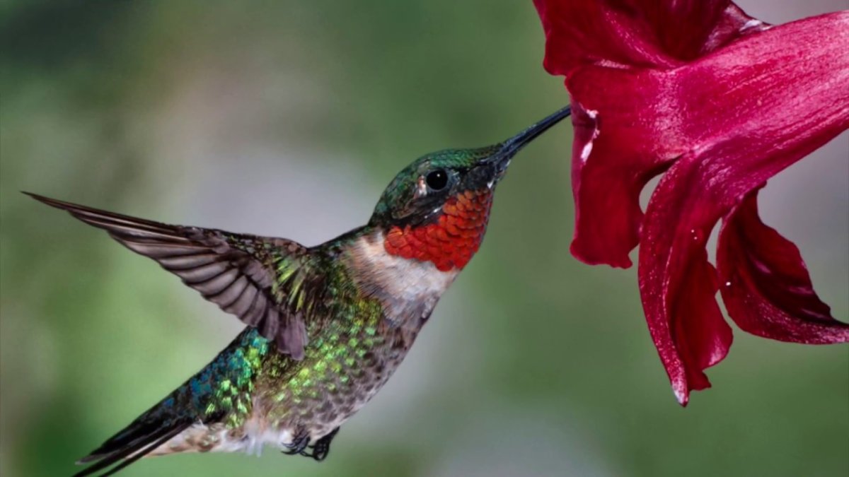 Краснохвостый Колибри