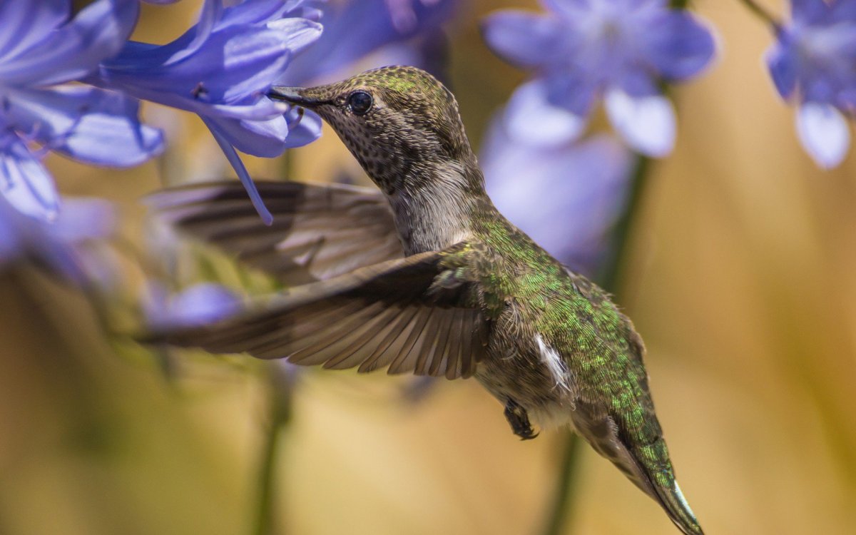 Среднеазиатская Колибри голубая