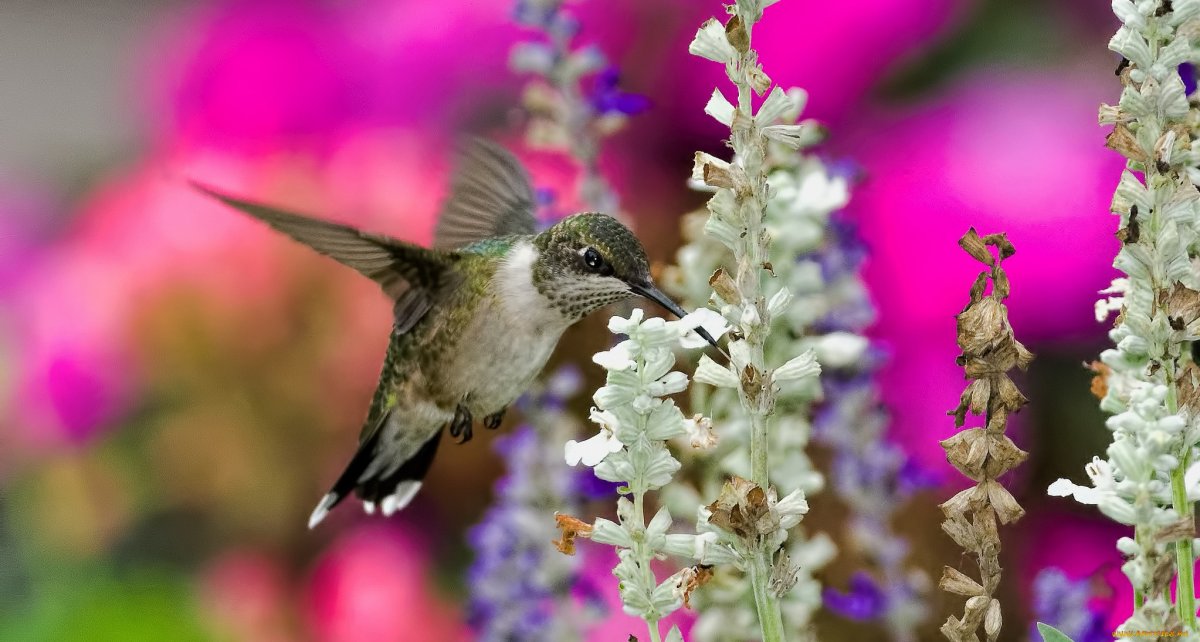 Окрас Колибри