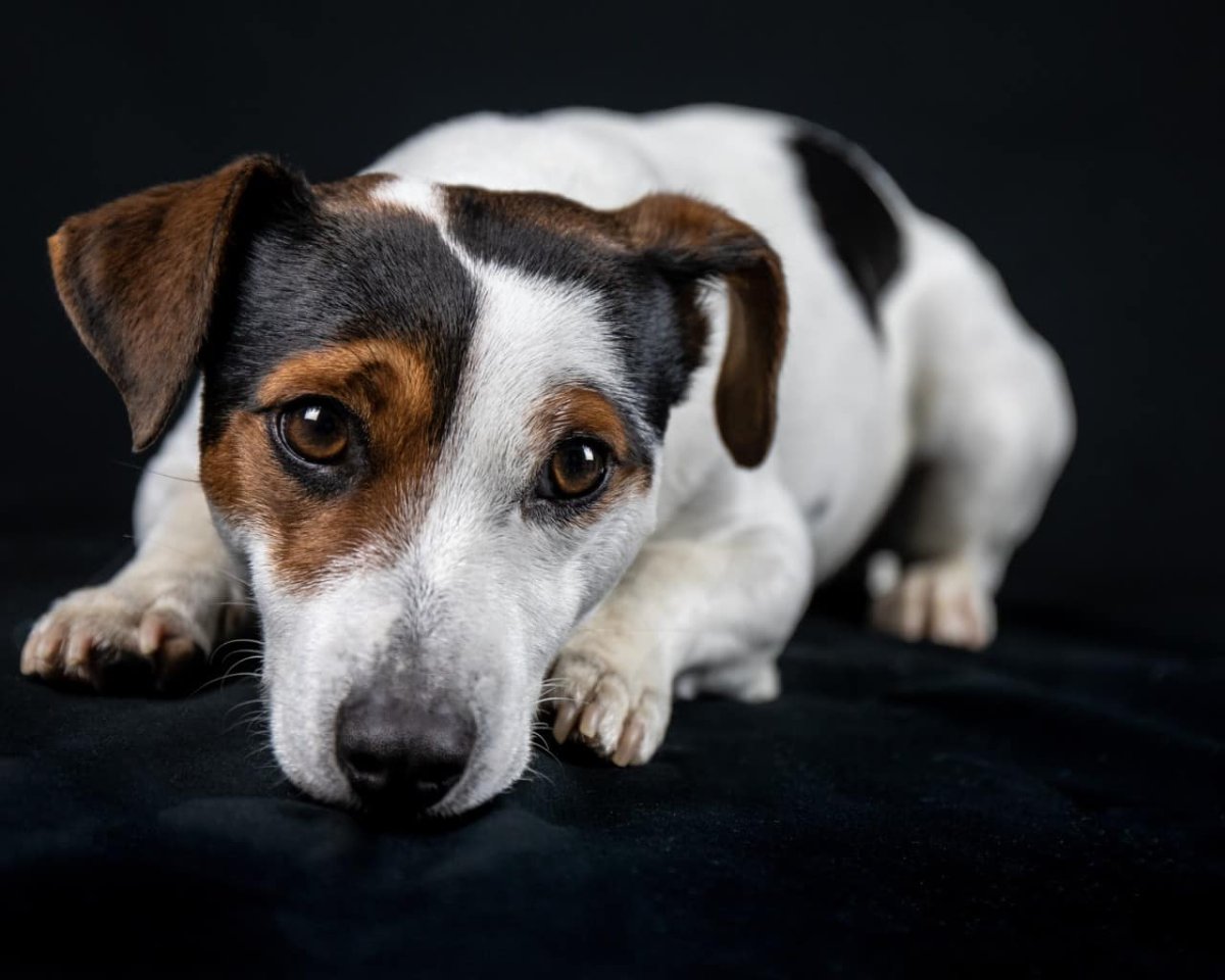Метисы Джек Рассел терьера