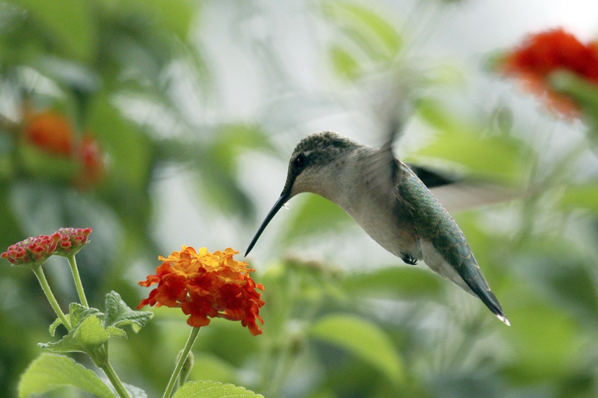 Колибри в Анапе