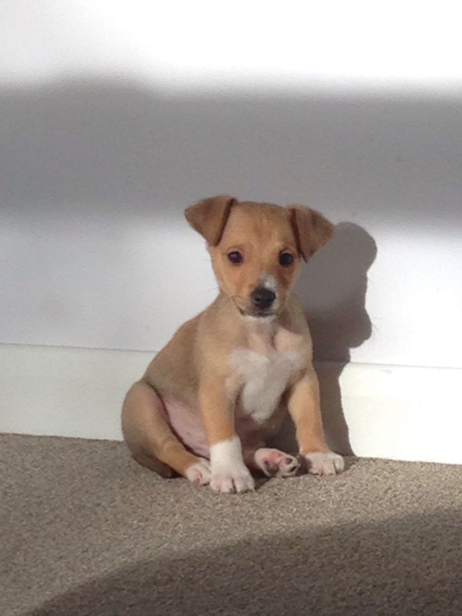 Джек чи порода