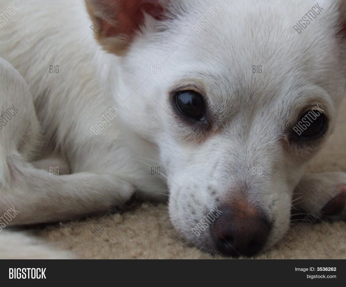 Джек чи порода собак фото