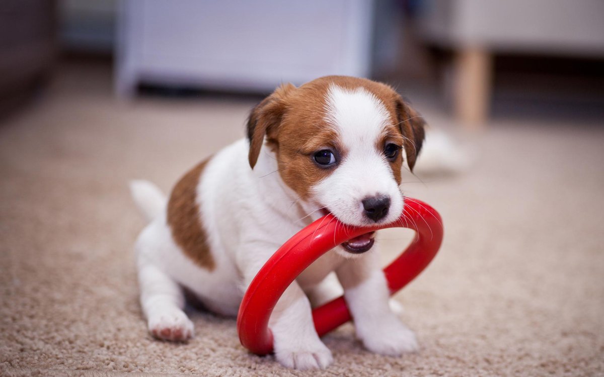 Парсон Ларсен терьер