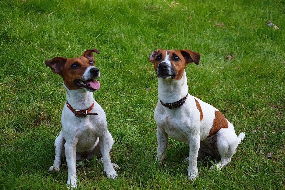 Щенок корги вислоухий